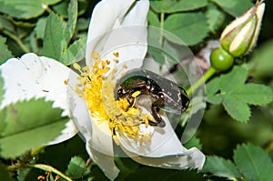 Chafer on a white Spring Flower dog rose