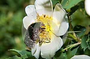 Chafer on a white Spring Flower dog rose