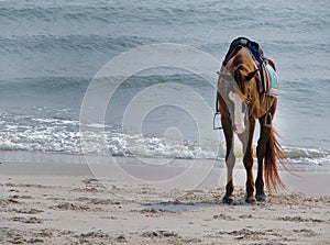 A chaff saddled brown color horse standing on the sand beach with sea wave background, waiting for tourists, Thailand