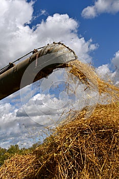 Chaff and straw leaving the blower pipe of a threshing machine and creating a straw pile