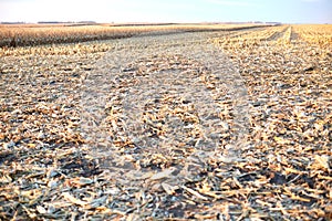 Chaff and stubble in a harvested corn field