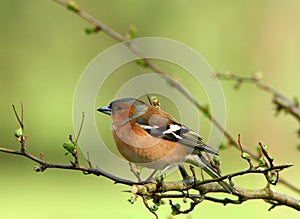 The Chaffinch photo