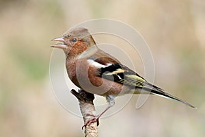 Chaffinch