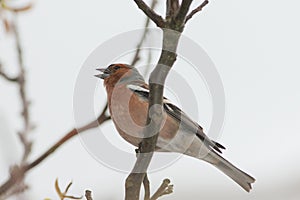 Chaffinch