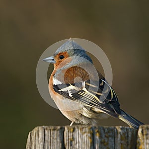 Chaffinch photo