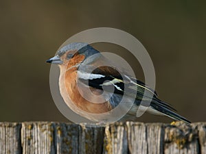 Chaffinch