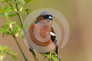 Chaffinch