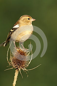 Chaffinch