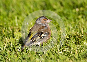 Chaffinch.