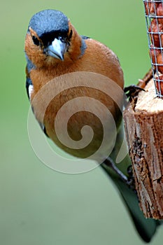 Chaffinch