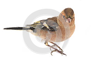 Chaffinch