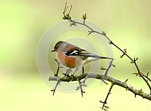 The Chaffinch photo