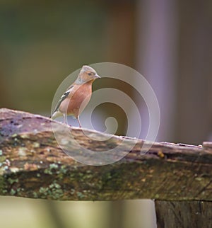 Chaffinch