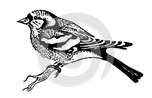 Chaffinch bird