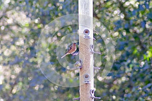 A Chaffinch on a bird feeder.