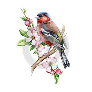 Chaffinch bird with pink apple tree flowers. Watercolor illustration. Hand drawn floral nature image. Chaffinch bird