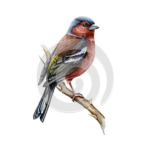 Chaffinch bird realistic watercolor illustration. Hand drawn european small garden and forest avian. Common chaffinch