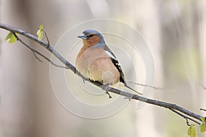 Chaffinch bird singing