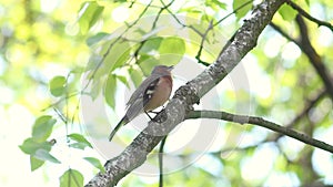 Chaffinch bird sings sitting on a birch branch in the park.