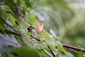 Chaffinch bird on a tree branch outdoors