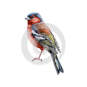 Chaffinch bird watercolor illustration. Hand drawn tiny european song bird. Realistic chaffinch male element. Bright