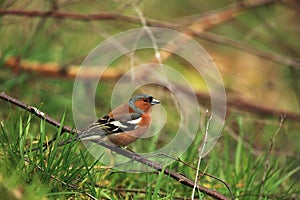 Chaffinch on branch