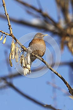 Chaffinch on a branch with ash seeds in its beak