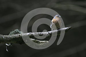 Chaffinch on a branch