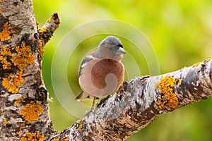 Chaffinch in a branch in Espejo, Alava photo