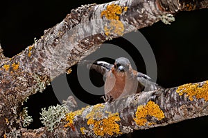 Chaffinch in a branch in Espejo, Alava photo