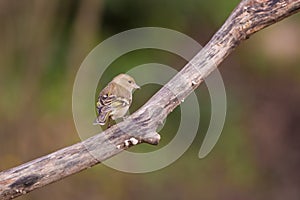 Chaffinch on branch