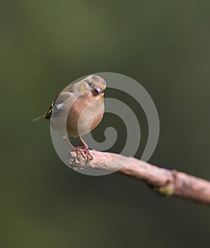 Chaffinch on branch