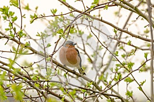 Chaffinch on a branch in spring