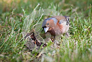 Chaffinch