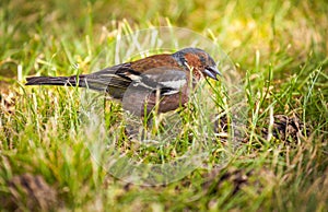 Chaffinch