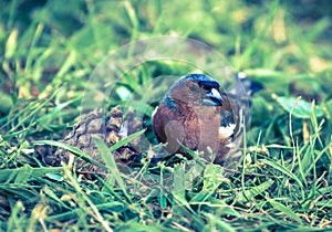 Chaffinch