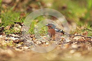 Chaffinch on dry leaves