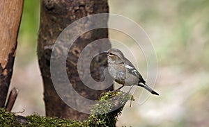 Chaffinch feeding in the woods