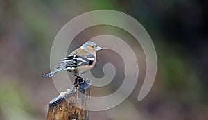 Chaffinch feeding in the woods