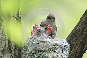 Chaffinch feeds its young mouthed Chicks in the nest