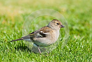 Chaffinch (Female)