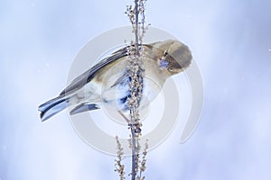 Chaffinch female bird, Fringilla coelebs, foraging in snow, beautiful cold Winter setting