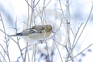Pinzón una mujer pájaro, apacentar en la nieve hermoso frío configuración 