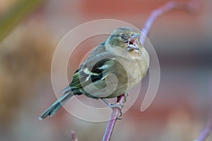 Chaffinch female singing along