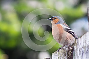 Chaffinch on a fence