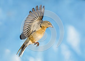 Chaffinch in flight