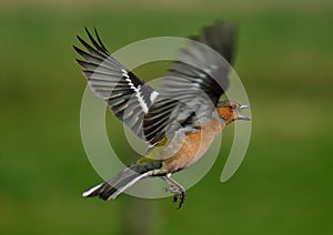Chaffinch in flight