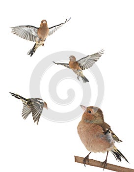 Chaffinch