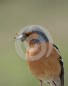 Chaffinch with flys in its beak sitting on a fence in UK