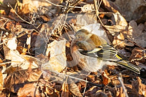 A chaffinch foraging among fallen leaves